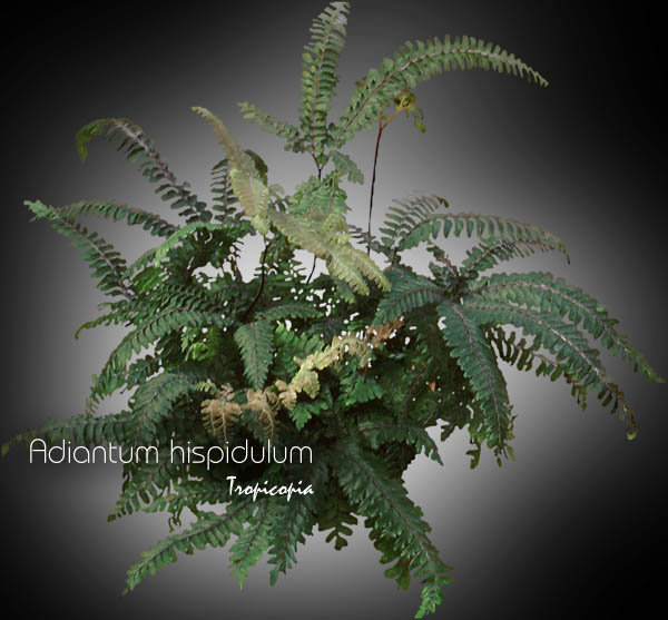 Fern - Adiantum hispidulum - Rosy Maidenhair, Autralian maidenhair